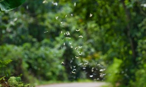 Ninh Binh 3 days 2 nights tour [Full Activities and Experiences ]