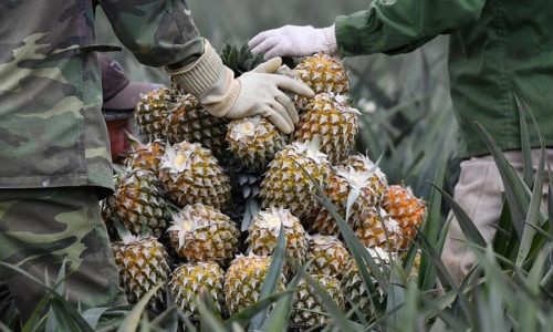 Ninh Binh 3 days 2 nights tour [Full Activities and Experiences ]