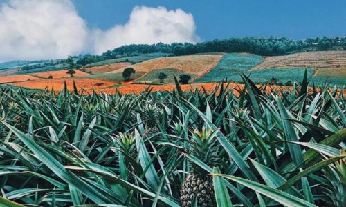 Ninh Binh 3 days 2 nights tour [Full Activities and Experiences ]