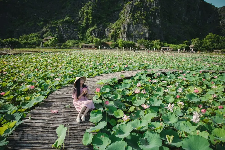 Mua Cave - The Essence of Ninh Binh's Beauty 16 Lotus pond