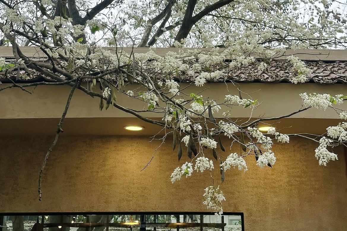 12 Vibrant Flower Seasons in Hanoi: A Journey Through Nature's Palette 12 2. Pure White Sưa Flowers (February)