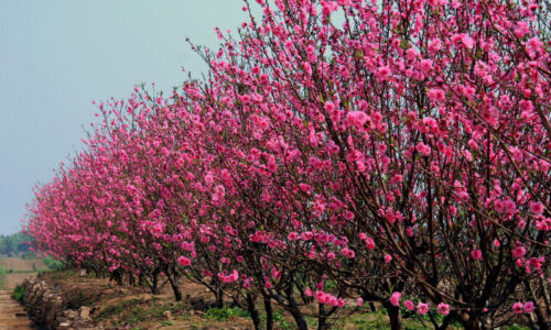 12 Vibrant Flower Seasons in Hanoi: A Journey Through Nature’s Palette