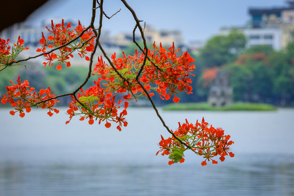 12 Vibrant Flower Seasons in Hanoi: A Journey Through Nature's Palette 16 Red Phoenix Flowers