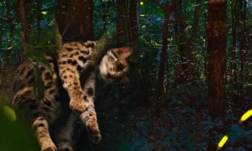 Cuc Phuong Wildlife Tour – 2 Days 1 Night