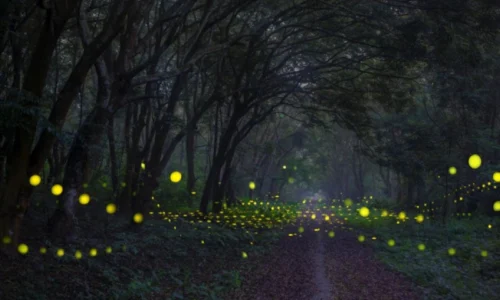 Cuc Phuong Wildlife Tour – 2 Days 1 Night