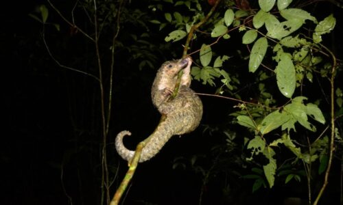 Cuc Phuong Wildlife Tour – 2 Days 1 Night