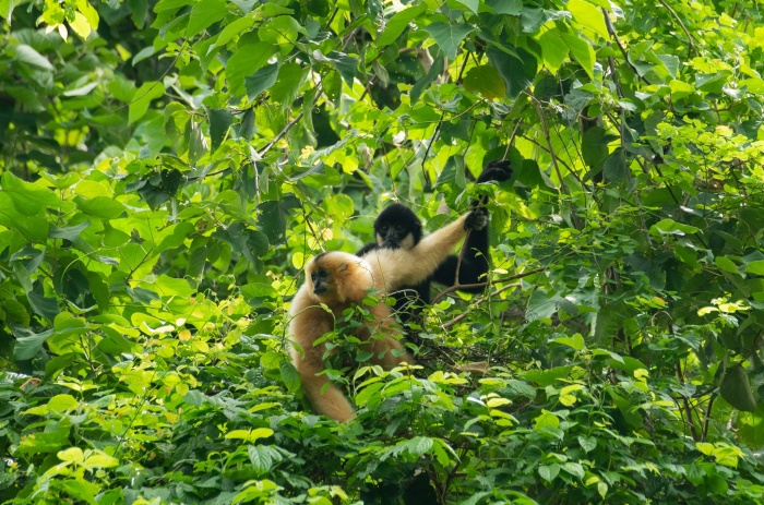 Exploring Cuc Phuong National Park: An Ecological Paradise in Vietnam 19 Explore Biodiversity Sites