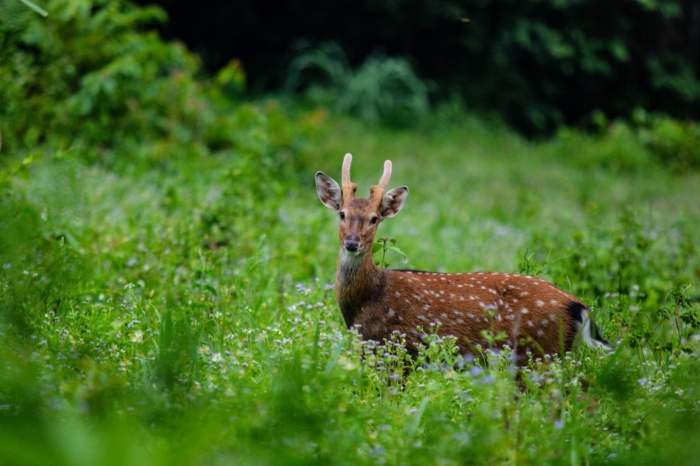 Exploring Cuc Phuong National Park: An Ecological Paradise in Vietnam 12 Cuc Phuong National Park