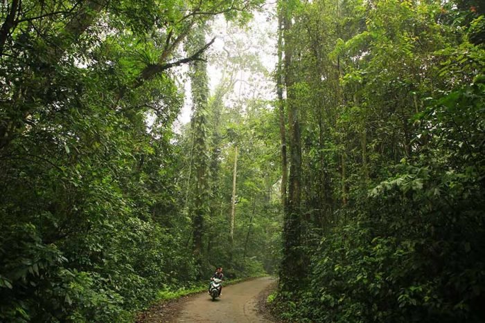 Exploring Cuc Phuong National Park: An Ecological Paradise in Vietnam 11 Exploring Cuc Phuong National Park: An Ecological Paradise in Vietnam