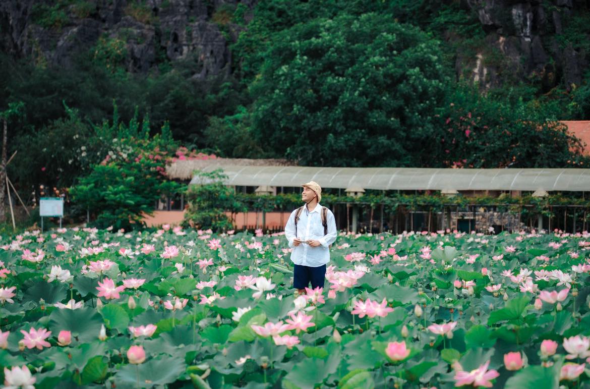 Lotus Season in Ninh Binh: Exploring the Paradise of Flowers 7 Stunning Natural Scenery