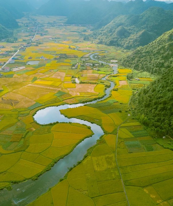 Top 9 Must-Visit Rice Harvest Destinations in Northern Vietnam 2025 22 What is the Rice Harvest Season?