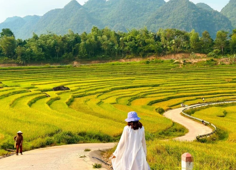 Top 9 Must-Visit Rice Harvest Destinations in Northern Vietnam 2025 32 Pù Luông is one of the most attractive rice harvest destinations for international travelers.