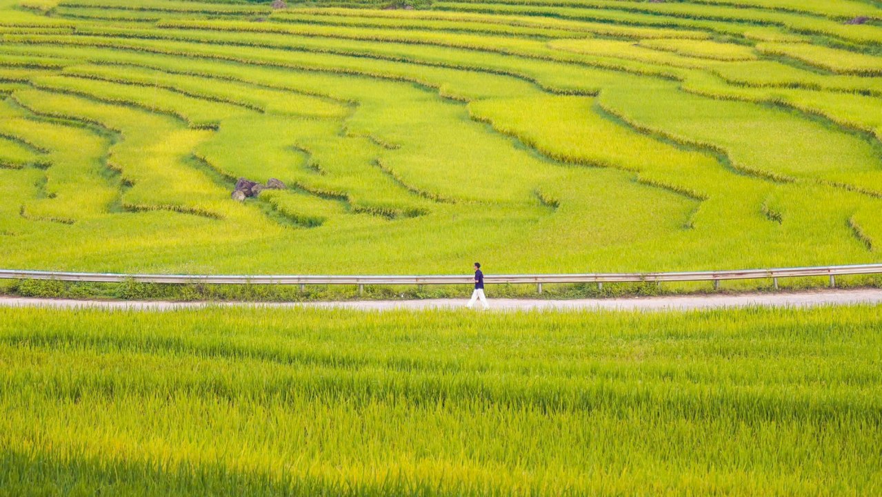 Top 9 Must-Visit Rice Harvest Destinations in Northern Vietnam 2025 33 Pù Luông is one of the most attractive rice harvest destinations for international travelers.