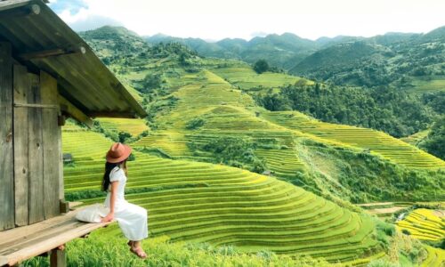 Top 9 Must-Visit Rice Harvest Destinations in Northern Vietnam 2025