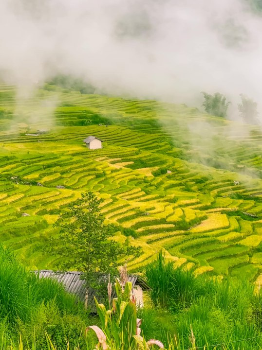 Top 9 Must-Visit Rice Harvest Destinations in Northern Vietnam 2025 37 Y Tý is one of the most beloved rice harvest destinations for both domestic and international travelers.
