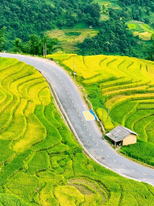Top 9 Must-Visit Rice Harvest Destinations in Northern Vietnam 2025 38 Y Tý is one of the most beloved rice harvest destinations for both domestic and international travelers.